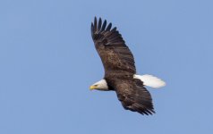 DSC_1003.jpg
