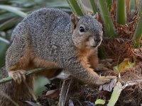 Squirrel3.jpg