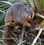Squirrel.jpg