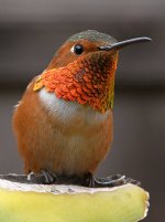 Hummer13.jpg