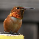Hummer17.jpg