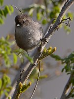 Tit.jpg