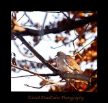 Dove N500_4388.jpg
