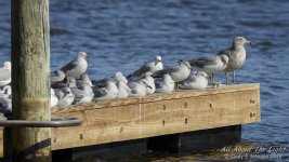 DSC_5185 low res.jpg