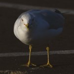 Gull6.jpg