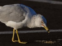 Gull7.jpg