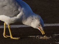 Gull8.jpg