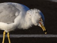 Gull18.jpg