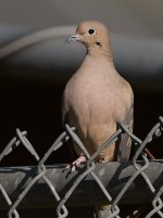 Dove.jpg