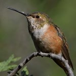 Hummer7.jpg