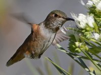 Hummer22.jpg