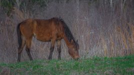Sweetwater wetlands park, Gainesville,FL--2.jpg