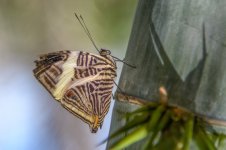 Butterfly gardens,Gainsville,FL--8.jpg