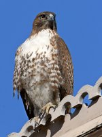 Hawk3.jpg