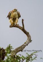 DSC_9244.jpg