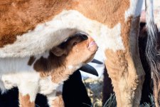 Calf-300.jpg