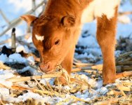 Calf-301.jpg