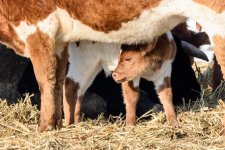 Calf-305.jpg