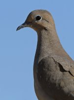 Dove.jpg