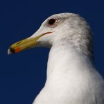 Gull4.jpg