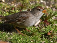 Sparrow.jpg