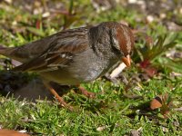 Sparrow2.jpg