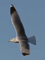 Gull.jpg