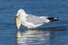 Gull-315.jpg