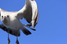 Gull5.jpg