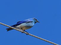 ROY_8459.JPG