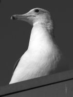 GullBW.jpg