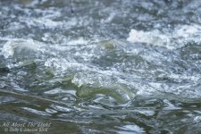 DSC_5605 low res.jpg