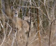 DSC_1115.jpg