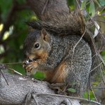Squirrel2.jpg