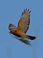 Hawk2.jpg