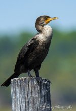 DSC_9771.jpg
