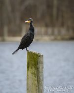 DSC_5625 low res.jpg