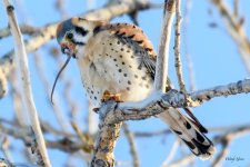 Kestrel-331.jpg