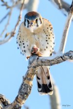 Kestrel-333.jpg