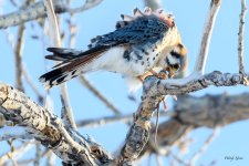 Kestrel-336.jpg