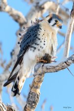 Kestrel-337.jpg