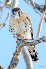 Kestrel-334.jpg