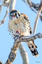 Kestrel-335.jpg