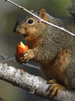 Squirrel4.jpg