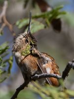 Hummer13.jpg