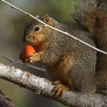 Squirrel3.jpg