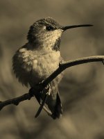 HummerSepia.jpg