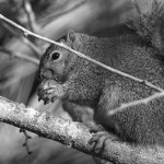 SquirrelBW.jpg