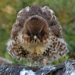Hawk15.jpg