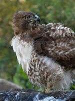 Hawk19.jpg